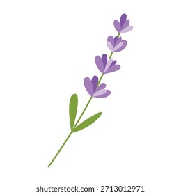 Ilustración vectorial de la primavera de la lavanda aislada en el fondo blanco. 
Flores de primavera y verano, ramita y hojas. Aromaterapia y Elementos decorativos de autocuidado. 