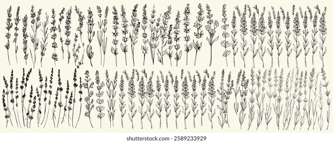 Lavender sprigs black line art for save the date cards, hand drawn floral branch design with elegant leaves, botanical greenery for wedding invitations, rustic homeplant decor, wedding herbs.