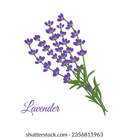 Lavender sprigs flat vector illustration isolated on white background