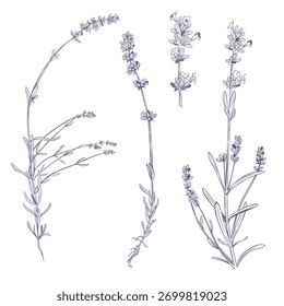 Algas de lavanda sobre fundo branco. Ilustração vetorial botânica desenhada à mão