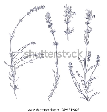 Lavender sprigs on white background. Hand drawn botanical vector illustration