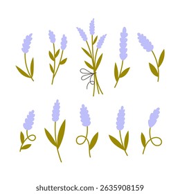 Lavender Sprigs Set. Herbal collection of scented purple summer flowers twigs branches and leaves. Aromatherapy decorative elements. Vector illustration