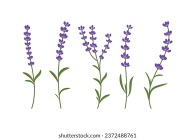 Lavender sprigs set isolated illustration on white background