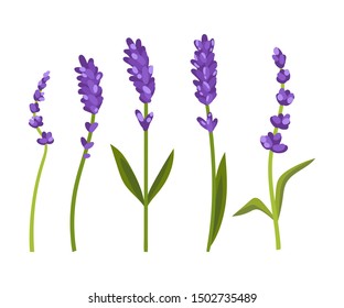 Lavender stems with flowers. Vector illustration on a white background.