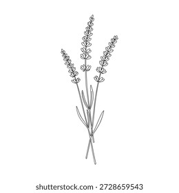 Ilustración de subgrupos de lavanda, dibujo de línea de hierba aromática