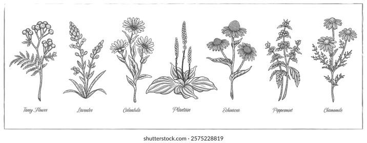 Lavender, Tansy flower, Arnica, Calendula, Chamomile, Echinacea, Peppermint, Plantain.Graphic drawing, engraving, etching. Medicinal herb. Line art, sketch style. Vector hand drawn illustration.