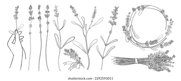 Lavender thin line sketches set vector illustration  Hand drawn simple lavendar plants and flowers   leaves  female arm holding wildflower  round border frame lavendar wreath   floral bouquet