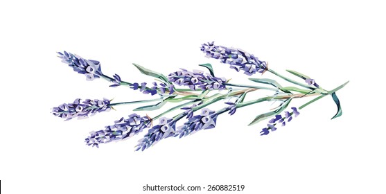 Lavender Twig. Vector Illustration, eps 8