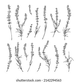 Lavender twigs with flowers hand drawn elements set, engraving vector illustration isolated on white background. Lavender botanical decorative elements collection.