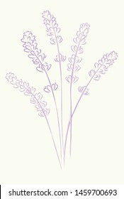 Lavender twigs vector sketch, logo, icon, postcard.