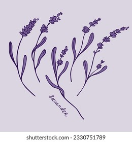 Lavender vector drawing. Hand drawn branches of lavender plant fragrant french wildflower. Design element for postcard, print, wedding invitation, template, lebe. Blooming fragrant of Provence. 