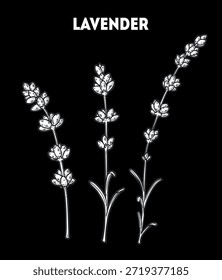 Lavendel-Vektorgrafik. Handgezeichnete Skizze. Vintage-Heilpflanzenskizze