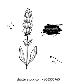 Lavender vector drawing set. Isolated  wild flower and leaves. Herbal engraved style illustration. Detailed botanical sketch for organic cosmetic, medicine, aromatherapy, beauty store, perfume,