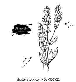 Lavender Vector Drawing Set. Isolated  Wild Flower And Leaves. Herbal Engraved Style Illustration. Detailed Botanical Sketch For Organic Cosmetic, Medicine, Aromatherapy, Beauty Store, Perfume,