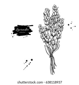 Lavender vector drawing set. Isolated  wild flower and leaves. Herbal engraved style illustration. Detailed botanical sketch for organic cosmetic, medicine, aromatherapy, beauty store, perfume,