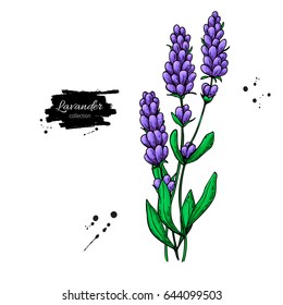 Lavender vector drawing set. Isolated  wild flower and leaves. Herbal artistic style illustration. Detailed botanical sketch for organic cosmetic, medicine, aromatherapy, beauty store, perfume,