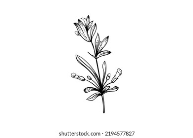 Vector de lavanda dibujado a mano. Flor silvestre aislada y hojas. Ilustración de estilo con grabado de hierbas. Esbozo botánico detallado para cosméticos orgánicos, medicina