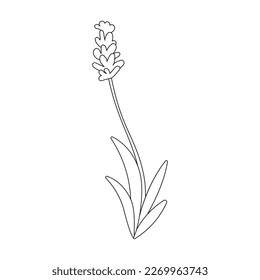 Icono vectorial de lavanda. Icono de vector de contorno aislado en lavanda de fondo blanco.