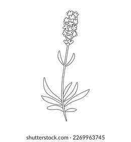 Lavender vector icon. Outline vector icon isolated on white background lavender.