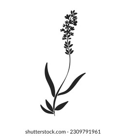 Lavender vector icon.Black vector icon isolated on white background lavender.