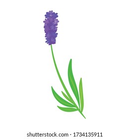 Lavender vector icon.Cartoon vector icon isolated on white background lavender.