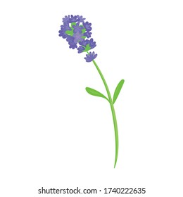Lavendel Vektor Symbol.Cartoon Vektor Symbol isoliert auf weißem Hintergrund Lavendel.