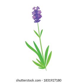 Lavender vector icon.Cartoon vector icon isolated on white background lavender.