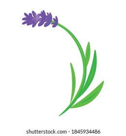 Lavender vector icon.Cartoon vector icon isolated on white background lavender.