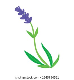 Icono vectorial de lavanda.Icono vectorial de dibujos animados aislado en lavanda de fondo blanco.