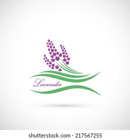 Lavender - vector illustration