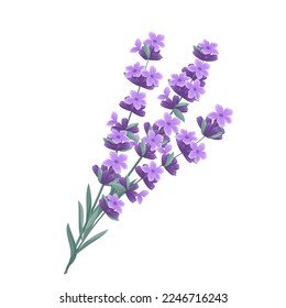 Ilustración vectorial de lavanda. Planta de dibujos animados con ramas de flores de lilo y hojas verdes, ramo primaveral de campo o jardín de Provenza, hierbas aromáticas de lavanda con aroma con aroma para aromaterapia, cosméticos de hierbas