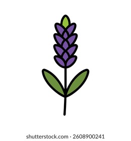 Lavender Vector Illustration design art.
