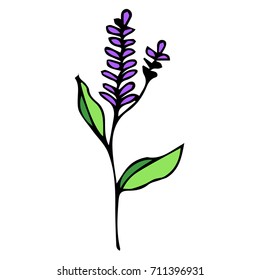 Lavender vector illustration. Doodle style. Design icon, print, logo, poster, symbol, decor, textile, paper, card. 
