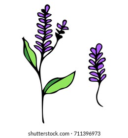 Lavender vector illustration. Doodle style. Design icon, print, logo, poster, symbol, decor, textile, paper, card. 