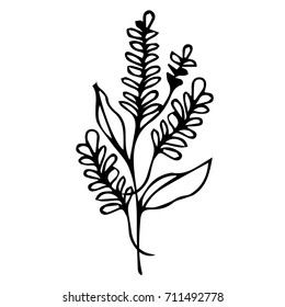 Lavender vector illustration. Doodle style. Design icon, print, logo, poster, symbol, decor, textile, paper, card. 