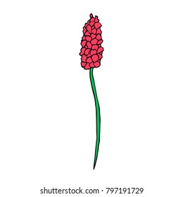 Lavender vector illustration. Doodle style. Design, print, logo, decor, textile, paper.