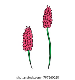 Lavender vector illustration. Doodle style. Design, print, logo, decor, textile, paper.