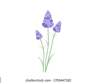 Lavender vector illustration. Lavender  flower branch vector illustration. 