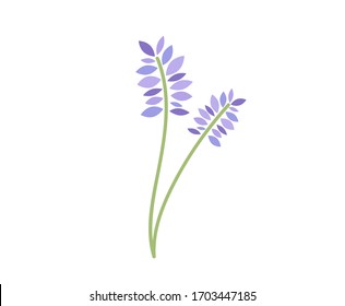 Lavender vector illustration. Lavender  flower branch vector illustration. 