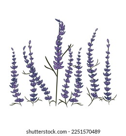 Ilustración vectorial de lavanda. Flores de fondo blanco. Plantas, hojas, té, verde, calmante, fragante, inflorescencias. Ornamento floral. Concepto de planta