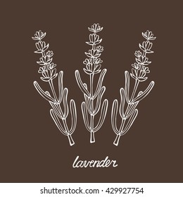 Lavender vector illustration. Hand drawn sketch. Herb vintage botanical drawing. Engraving style.