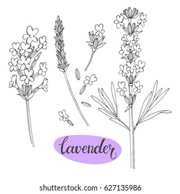 Lavender. Vector illustration, isolated floral elements for design. Contour monochrome collection of lavender flowers on white background.