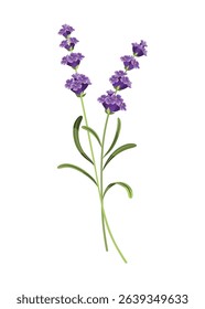 Lavender. Vector illustration of lavender, Provence flowers on a white background. Element from lavender flowers