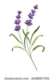 Lavanda. Ilustração vetorial de lavanda, flores de Provença em um fundo branco. Elemento de flores de alfazema