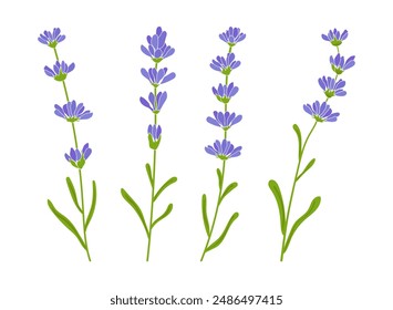 Lavender vector illustrations set. Beautiful purple flower, lavendar 