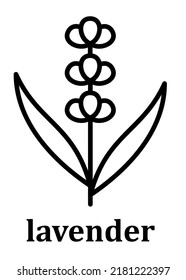 Icono lineal del vector de lavanda. Línea de pétalos de flores de lavanda y rama con hojas. Ilustración simple mínima de estilo lineal para el concepto móvil, diseño web y más. Gráficos vectoriales perfectos para píxeles.