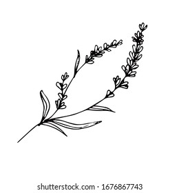 Lavender Vector Logo. Black And White Painted Lavender. 