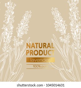 Lavender vector natural hand drawn sketch outline background with banner. Ready package golden design
