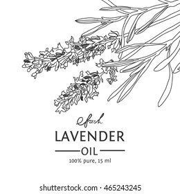 Lavender vector natural hand drawn sketch outline background with banner