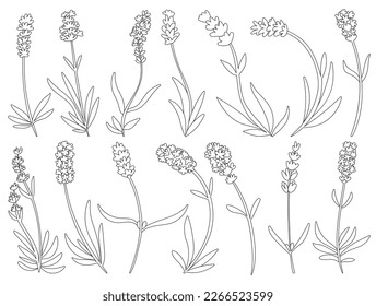 Icono de contorno vectorial de lavanda. Icono de conjunto de contorno aislado lavandula.Espliego de ilustraciones vectoriales en fondo blanco .